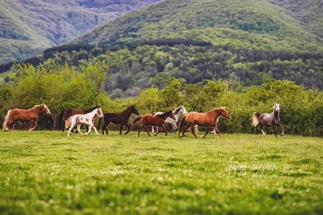Вила Флора Паталеница Екстер'єр фото